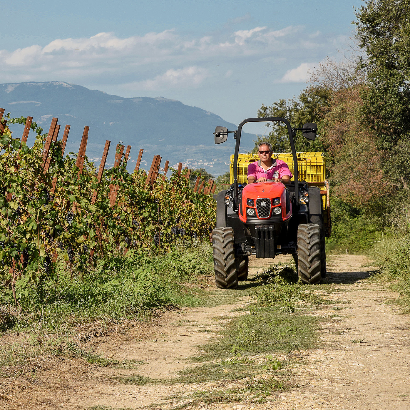 Azienda vitivinicola Cantina Bello: Ciro Bello in vigna sul trattore