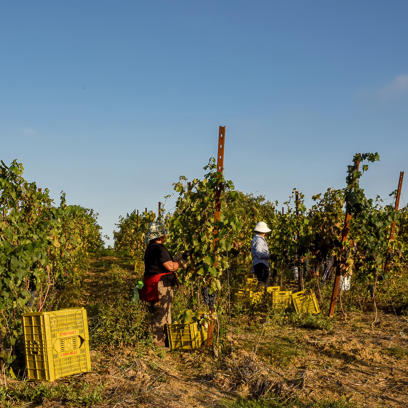 CantinaBello-vendemmia