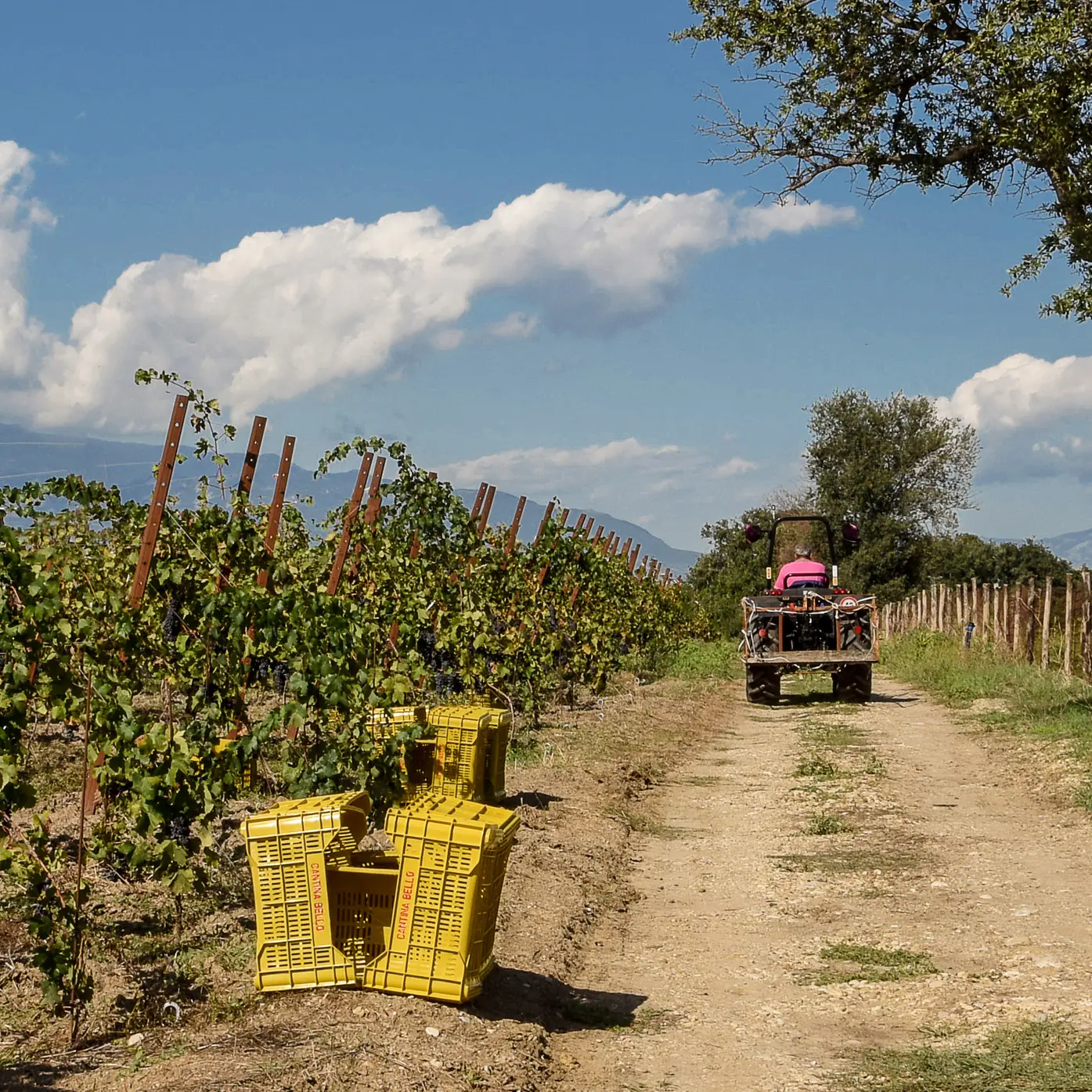 Azienda vitivinicola Cantina Bello: Ciro Bello in vigna sul trattore